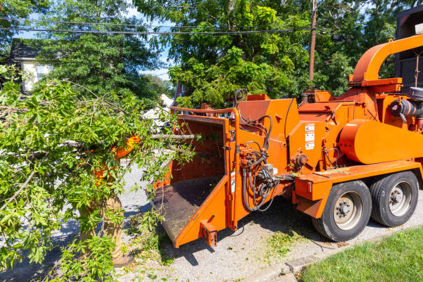 Best Large Tree Removal  in Portola Valley, CA